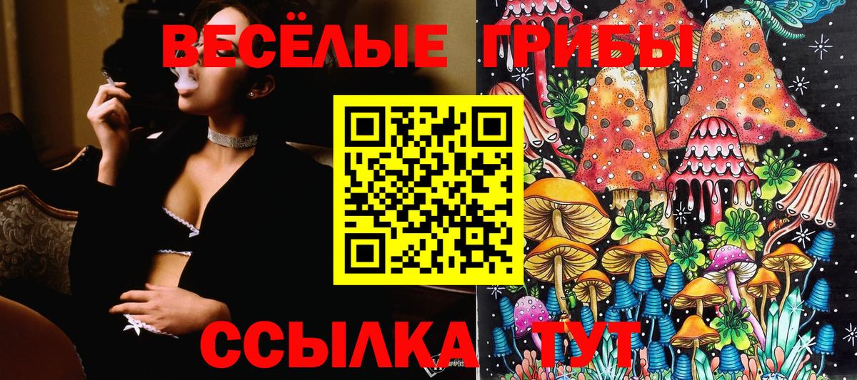 продажа наркотиков  Псилоцибиновые грибы Psilocybine cubensis  Вход с VPN  Курчалой 
