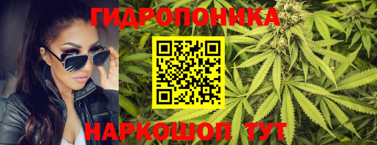 Бошки Шишки гибрид Курчалой